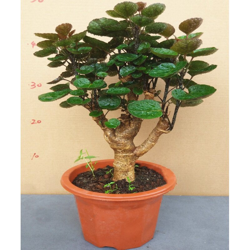 金钱兜圆叶福禄桐大型盆栽钱多多室内风水吉祥财运植物净化空气