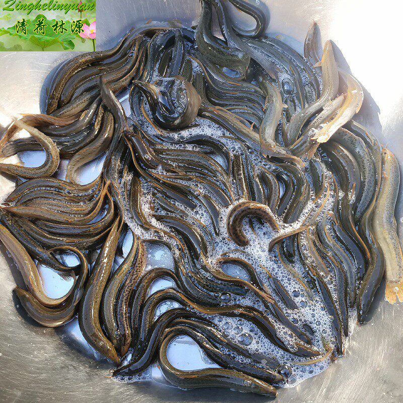 非野生泥鳅鲜活现杀江苏里河地区新鲜非野生泥鳅水中人参