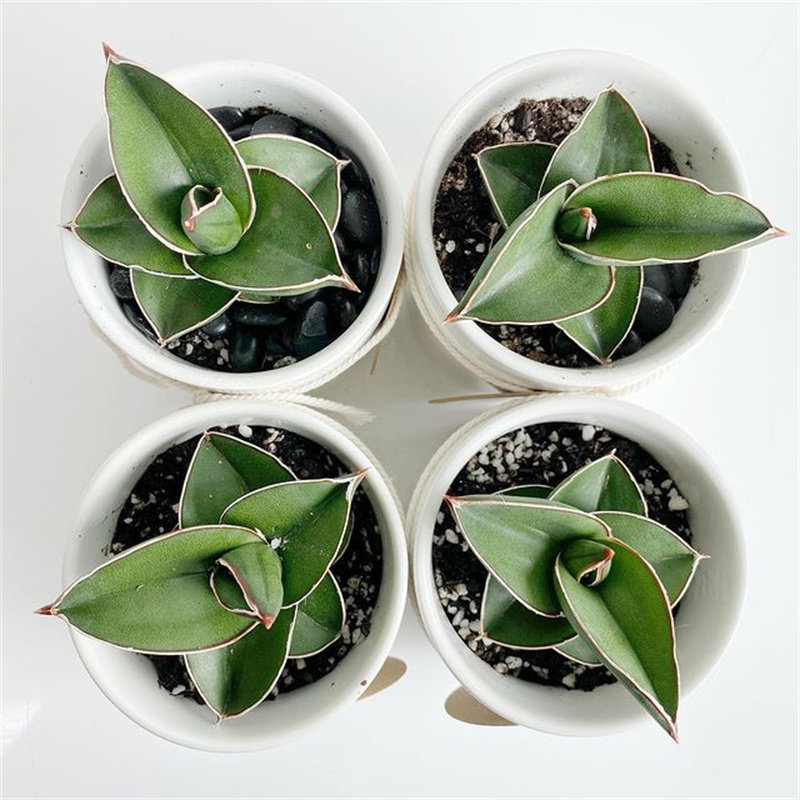 玫瑰武士硬叶虎皮稀有品种鹰嘴室内盆栽桌面多肉植物