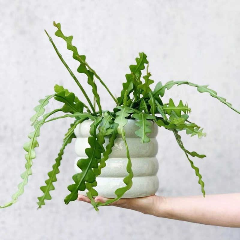 fishbone鱼骨令箭稀有品种多植物仙人掌室内盆栽多肉植物