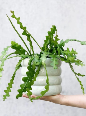 fish bone|鱼骨令箭稀有品种昙花