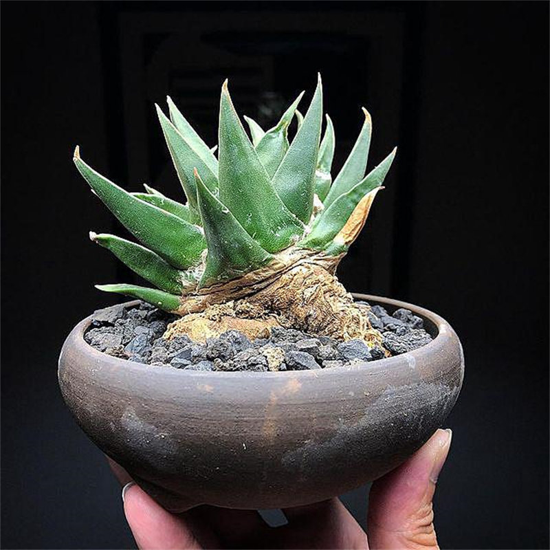 稀有龙牙牡丹品种实生仙人植物盆栽室内桌面多肉植物