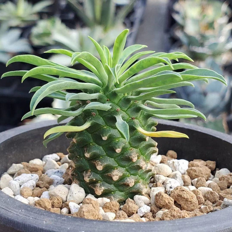 euphorbiabupleurifolia铁甲麒麟多肉植物盆景老桩盆栽室内多肉植物
