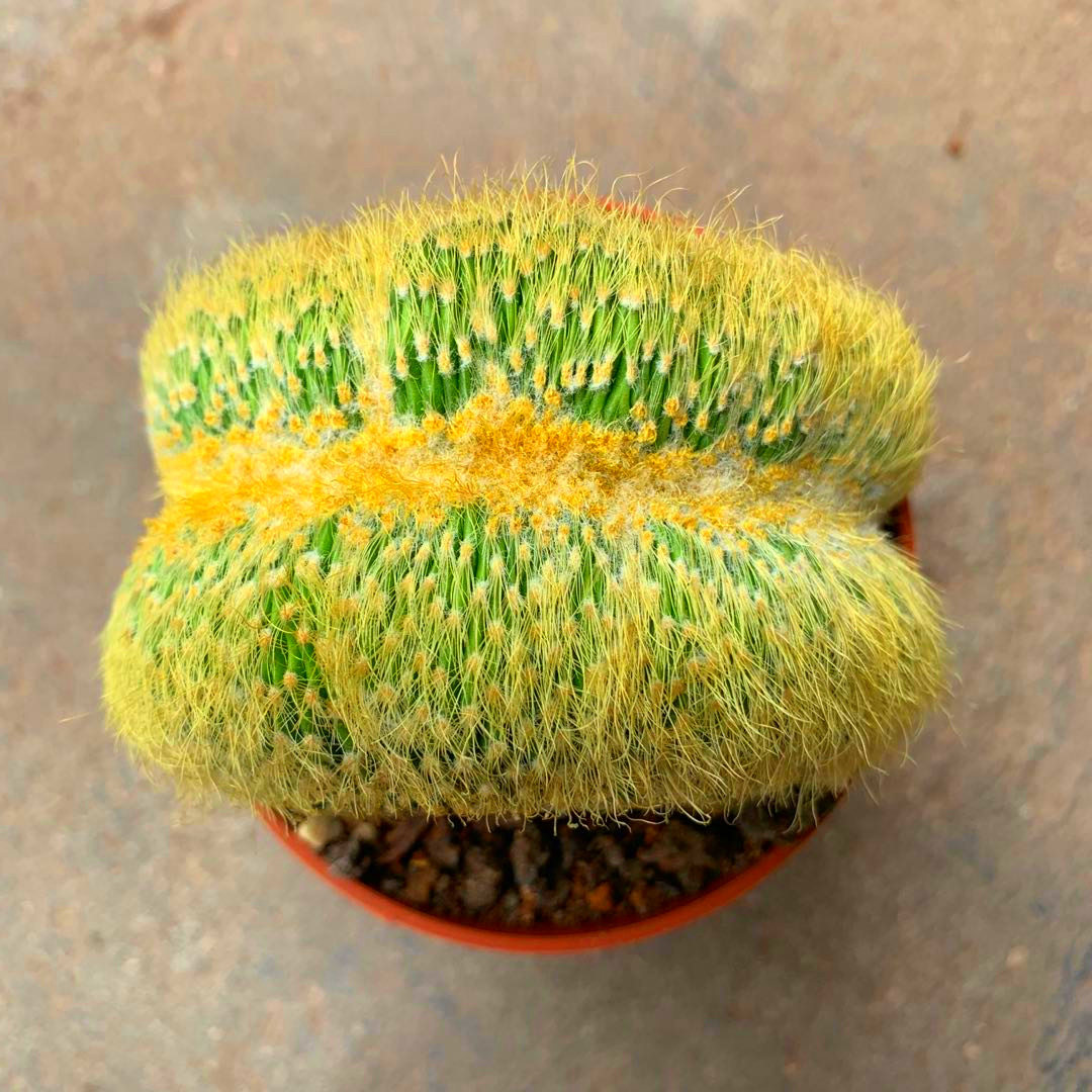 金丝猴缀化仙人金冠多肉植物稀有品种室内桌面多肉植物