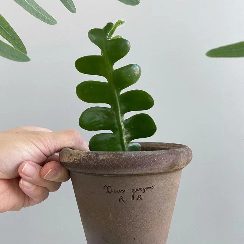 fishbone鱼骨令箭稀有品种多植物仙人掌室内盆栽多肉植物