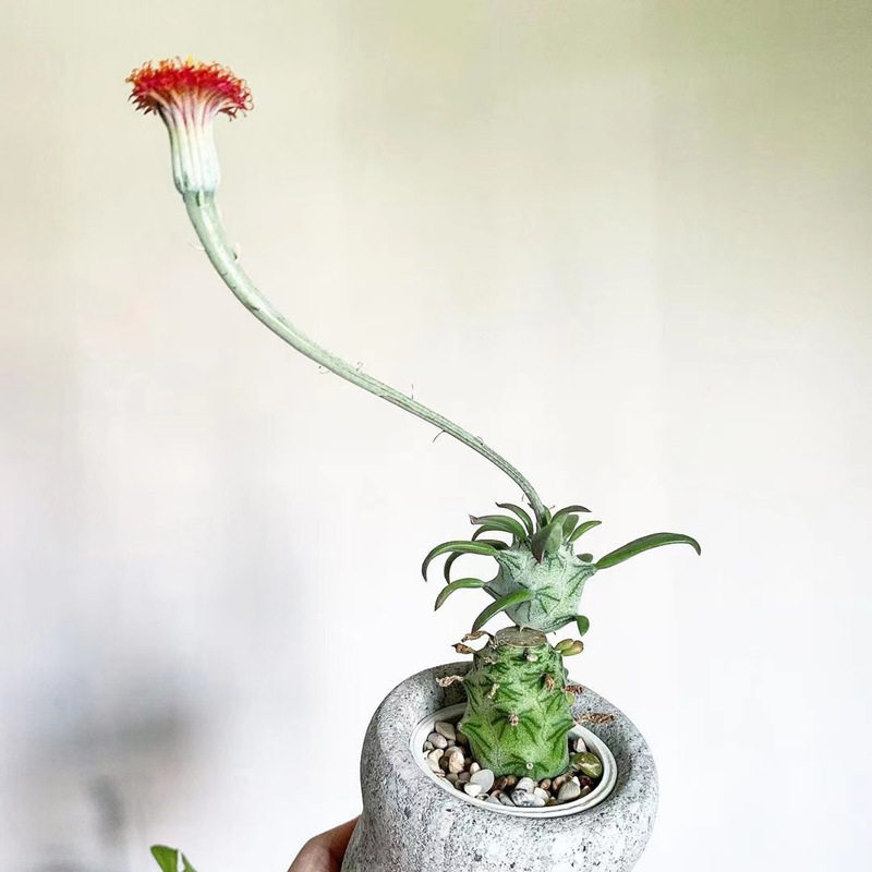 kleinia西利开花无刺仙人掌植物室内盆栽多肉花肉多肉植物