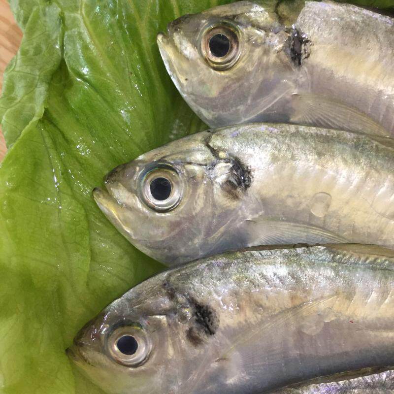 阳江特产海鲜鲳鱼深海野生天然鲜活闸坡昌仔其它