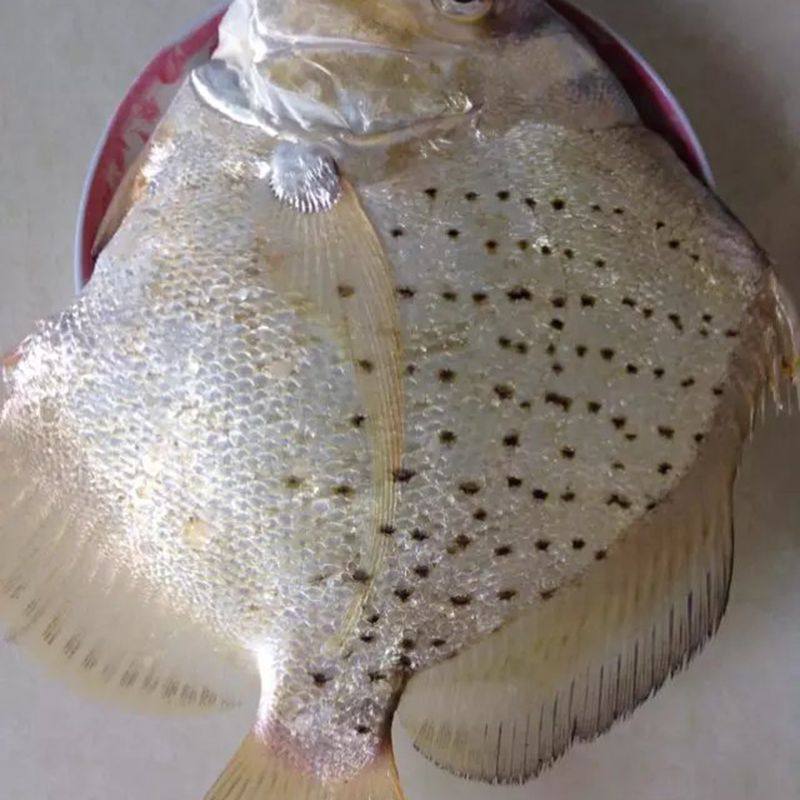 鲜活阳江海鲜特产鸡笼鲳鱼闸坡水产湛江深海其它