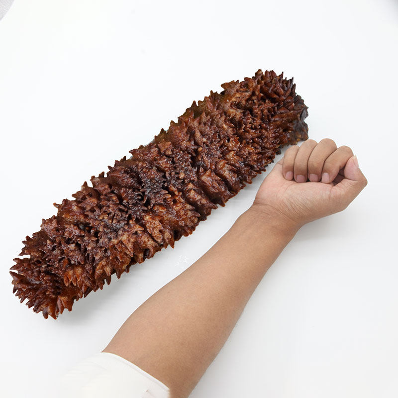 月亮湾梅花参王即食海参刺参12kg深海海送礼礼盒海参