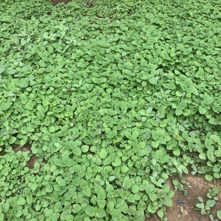 特价藿香叶菜苗8株包邮五香叶苗鱼香叶苗藿香叶阳台盆栽蔬菜苗带