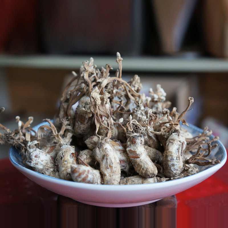 蝉花新货正宗大别山竹林下野生金蝉金蝉花