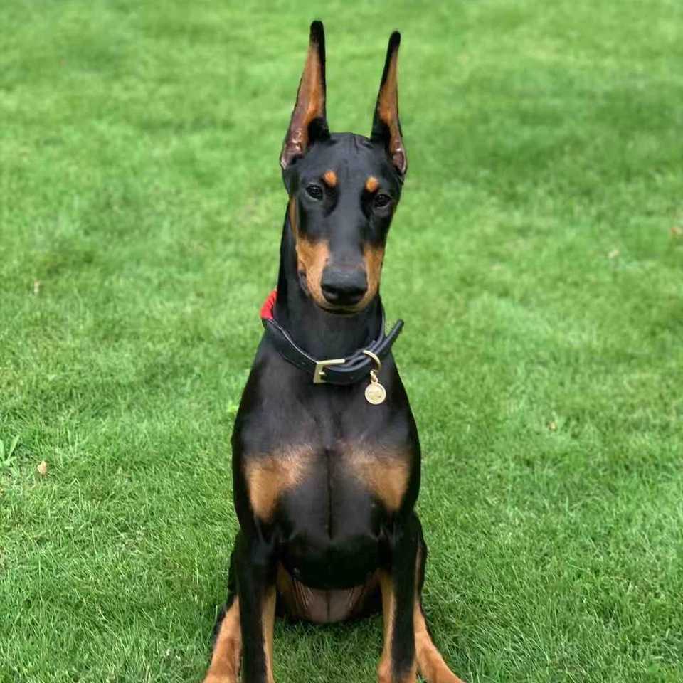 杜宾杜宾犬幼犬纯种大型德系出售赛级家养护卫畜牧