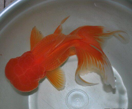 金鱼观赏冷水鱼活体体大红龙睛鎏金蝶尾红狮头鱼