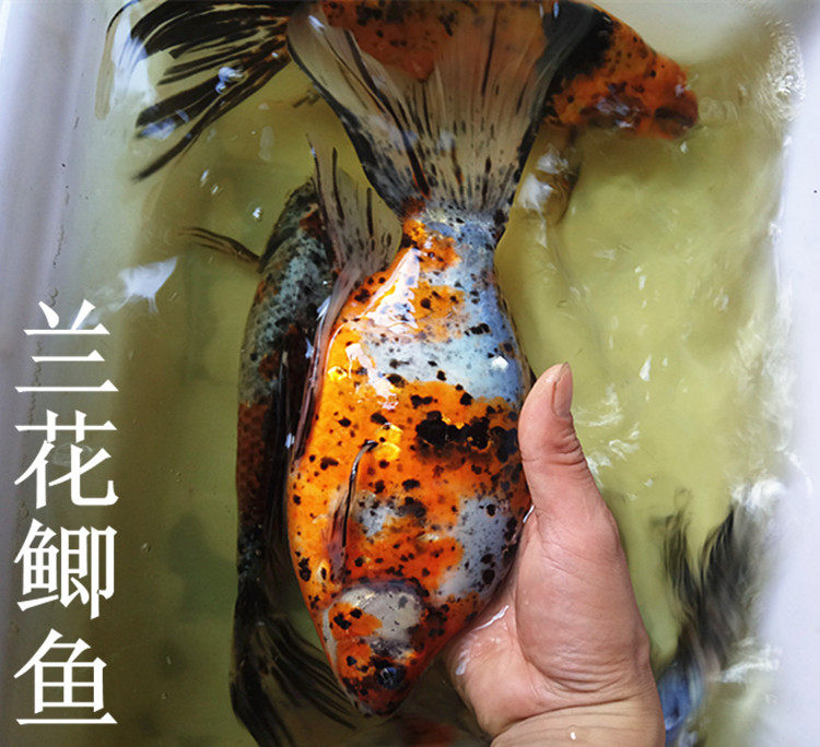 长尾五花草金鱼花鲫鱼新款淡水金鱼尾花草鱼鱼