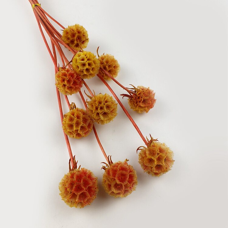 永生花diy配材 松虫果 保鲜花玫瑰花永生花材厂家直销