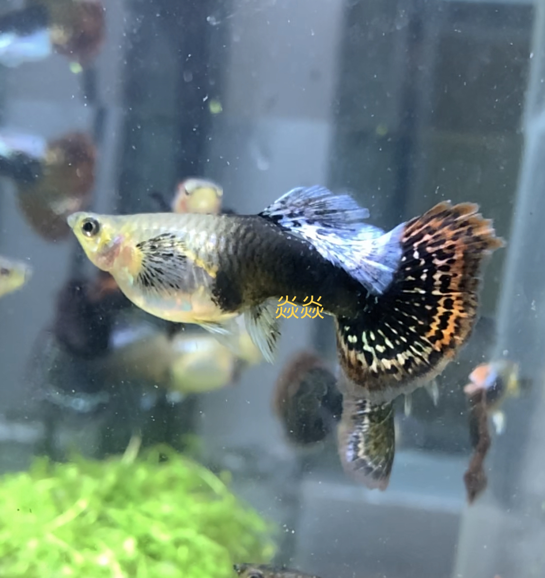 泰国进口龙鳞七彩蕾丝孔雀精品稀有淡水鱼凤尾鱼鱼