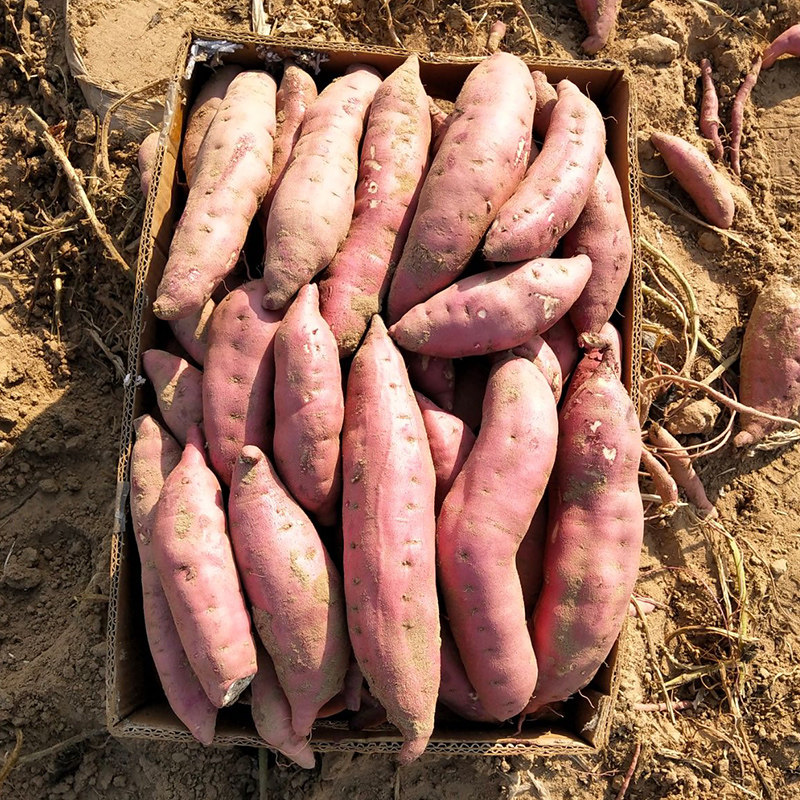 卢龙甘薯5斤2020年新鲜白瓤红薯地瓜番薯干面型番薯