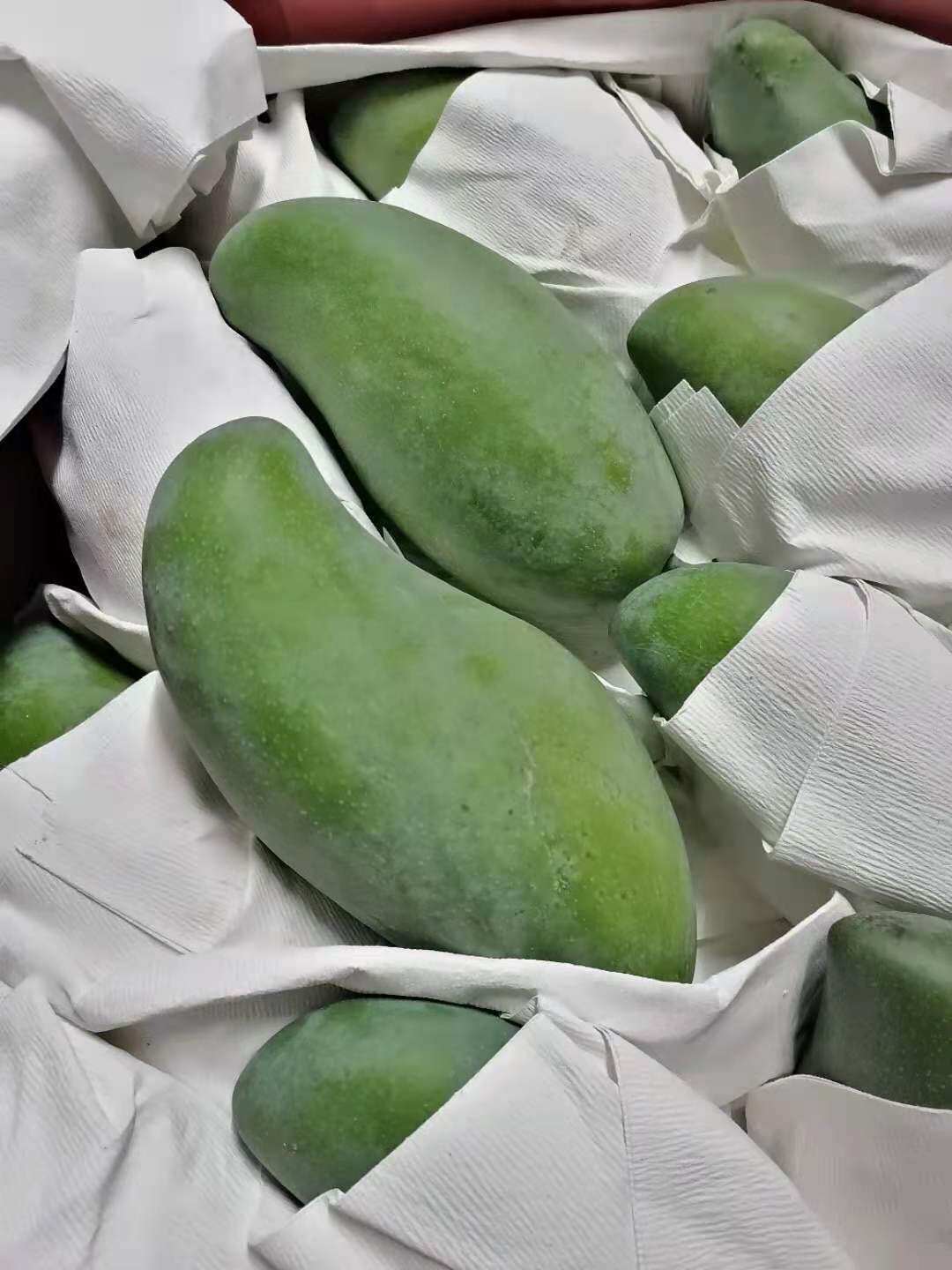 顺丰海南金煌芒大芒果新鲜当季水果凯特特大芒果