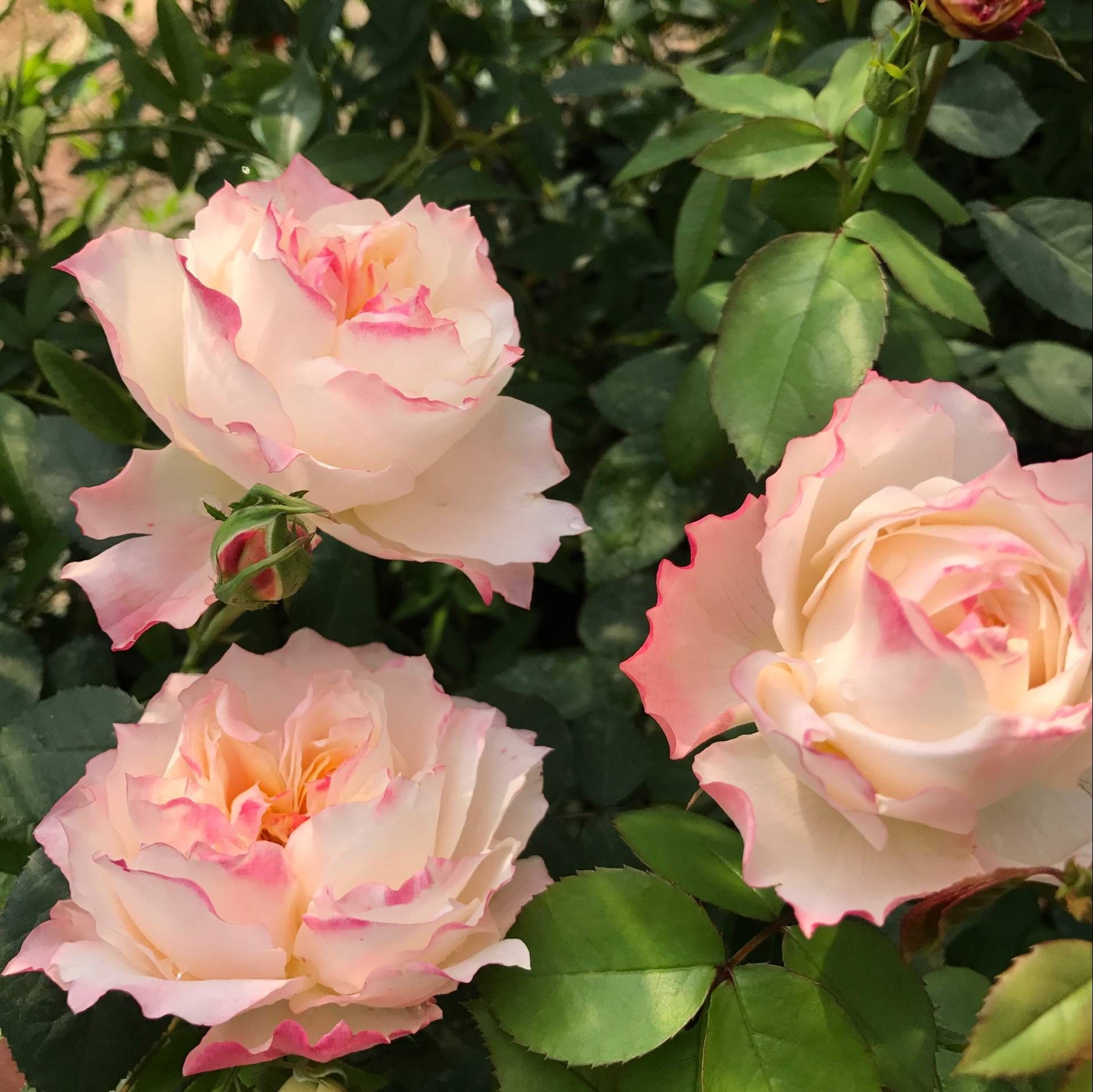 月季灌木斑马耐心条纹性状不稳定非常漂亮植物时令草本花卉