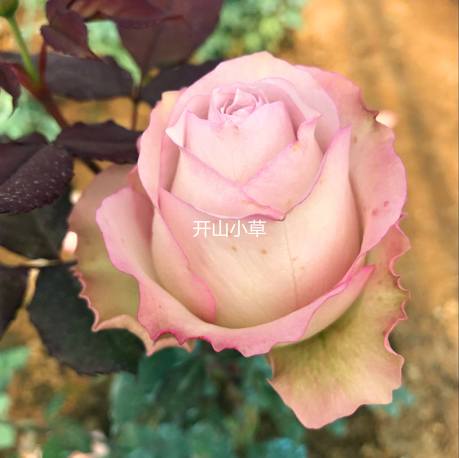 日月深海狂想曲月季月季花花苗梦幻淡紫色大花高杯切时令草本花卉