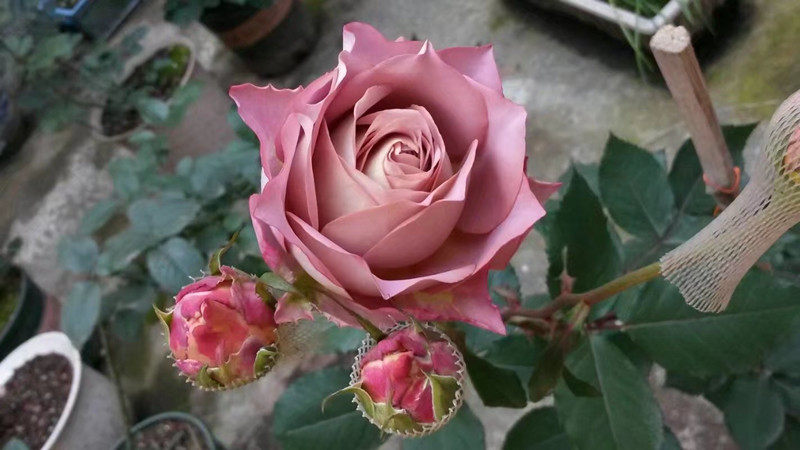 日本月季 清茶英伦节拍 thé nature植物盆栽月季藤本月季花爬藤