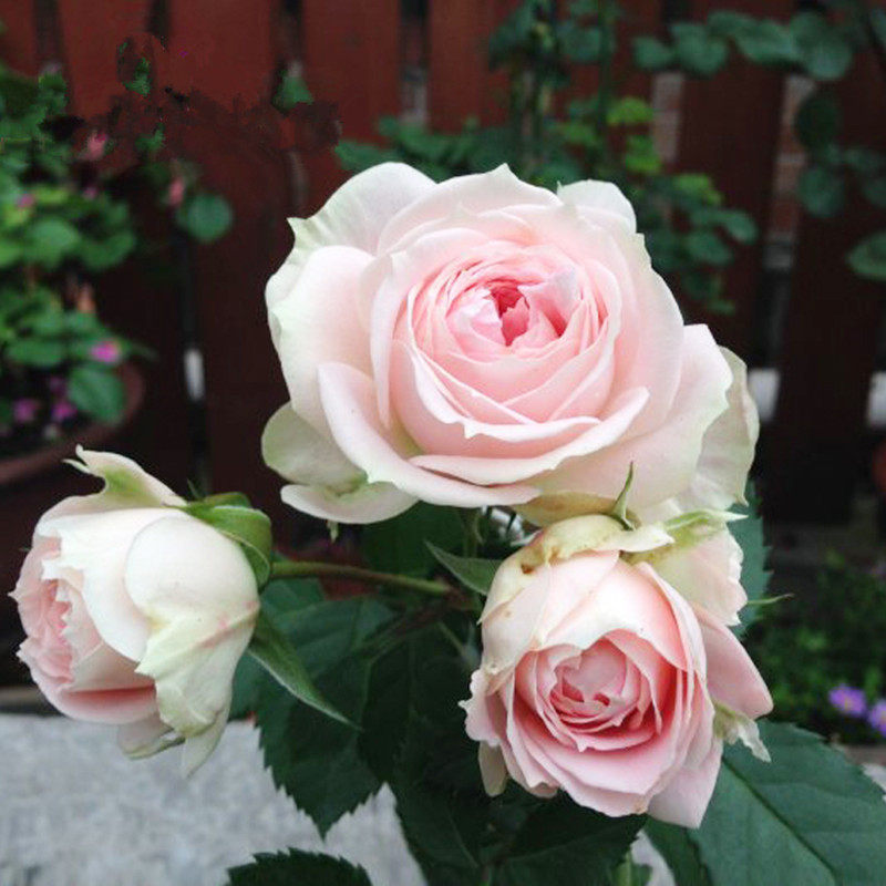 欧洲切花月季奶油伊芙灌木浓香香型阳台玫瑰时令草本花卉