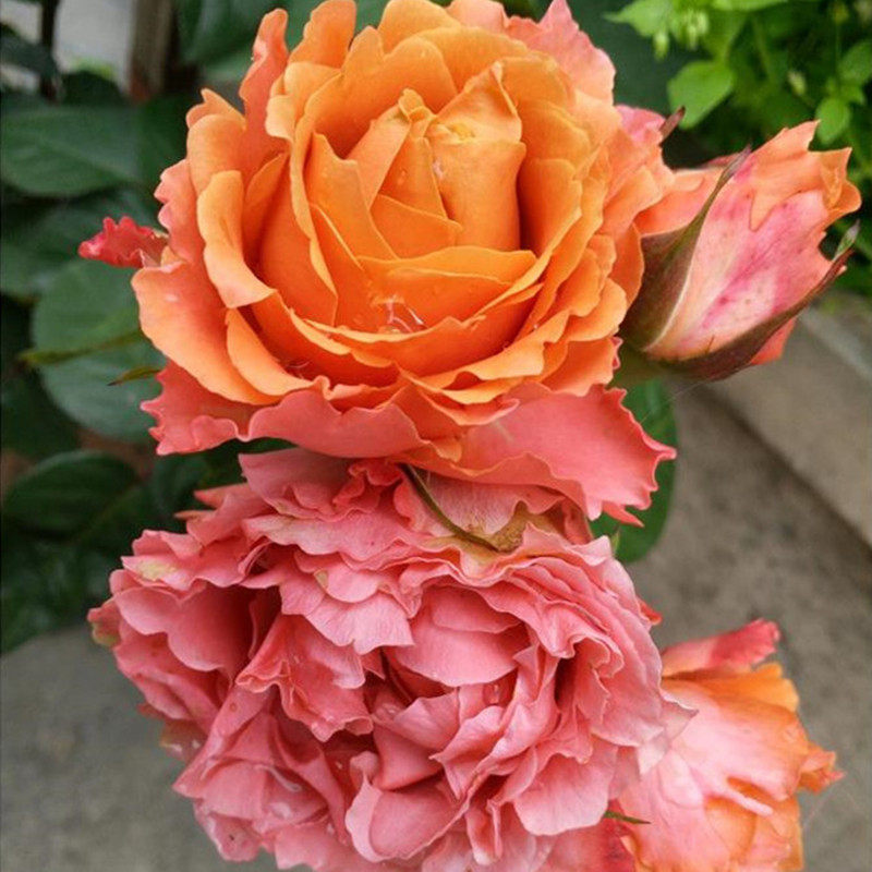 切花月季我爱你新品玫瑰花阳台花卉月季花绿植盆栽时令草本花卉