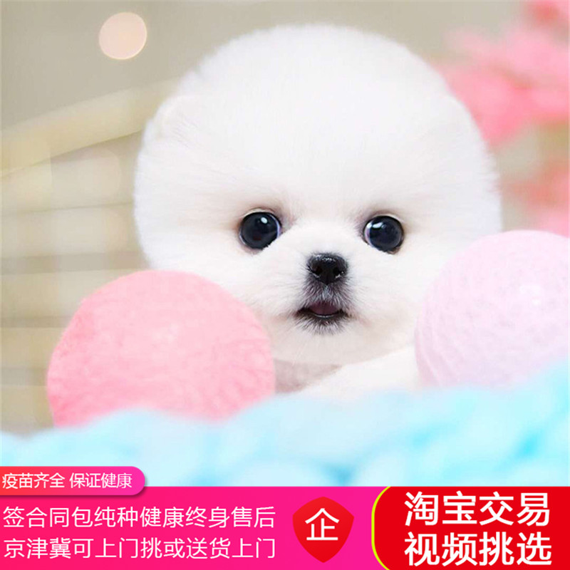 正宗俊介博美纯种幼犬出售活体茶杯犬真家养狗狗