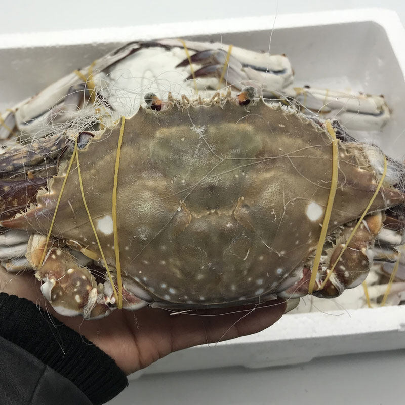 梭子鲜活冷冻特大螃蟹液氮红膏舟山水产海鲜梭子蟹