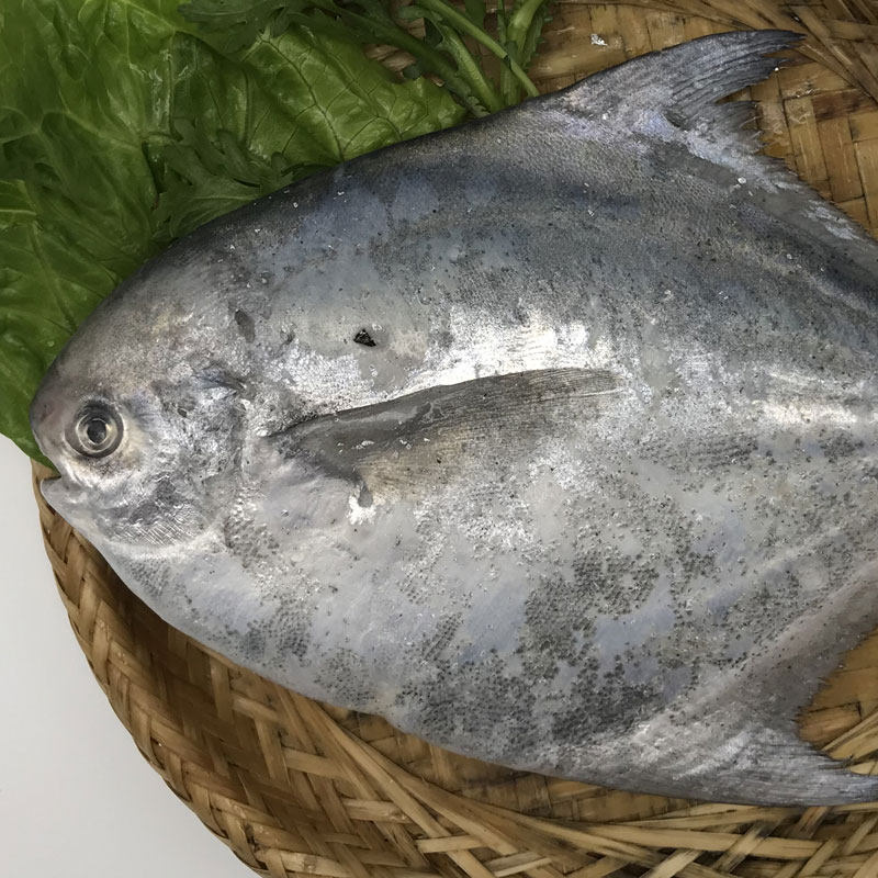 舟山野生白鲳鱼新鲜东海白鲳鱼白鳞平鱼海鲜水产3斤起拍可混拍