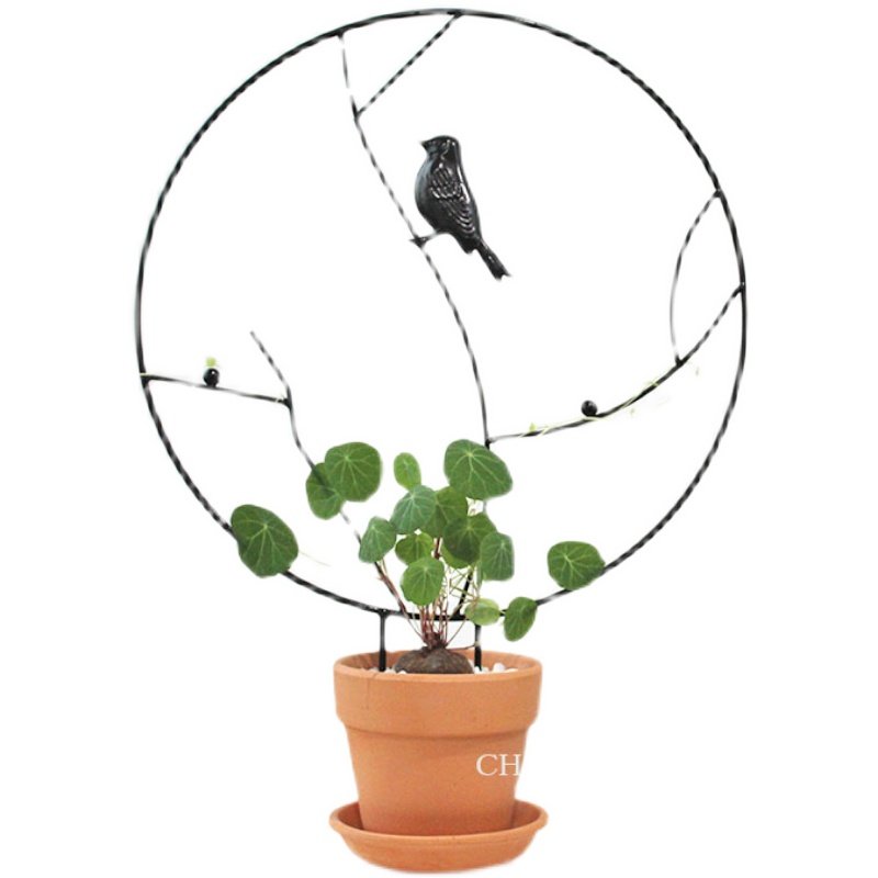 夏洛特花园招财龟山乌龟室内耐阴好养奇趣植物绿植