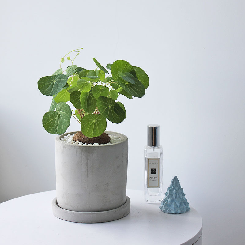 夏洛特花园招财龟山乌龟室内耐阴好养奇趣植物绿植