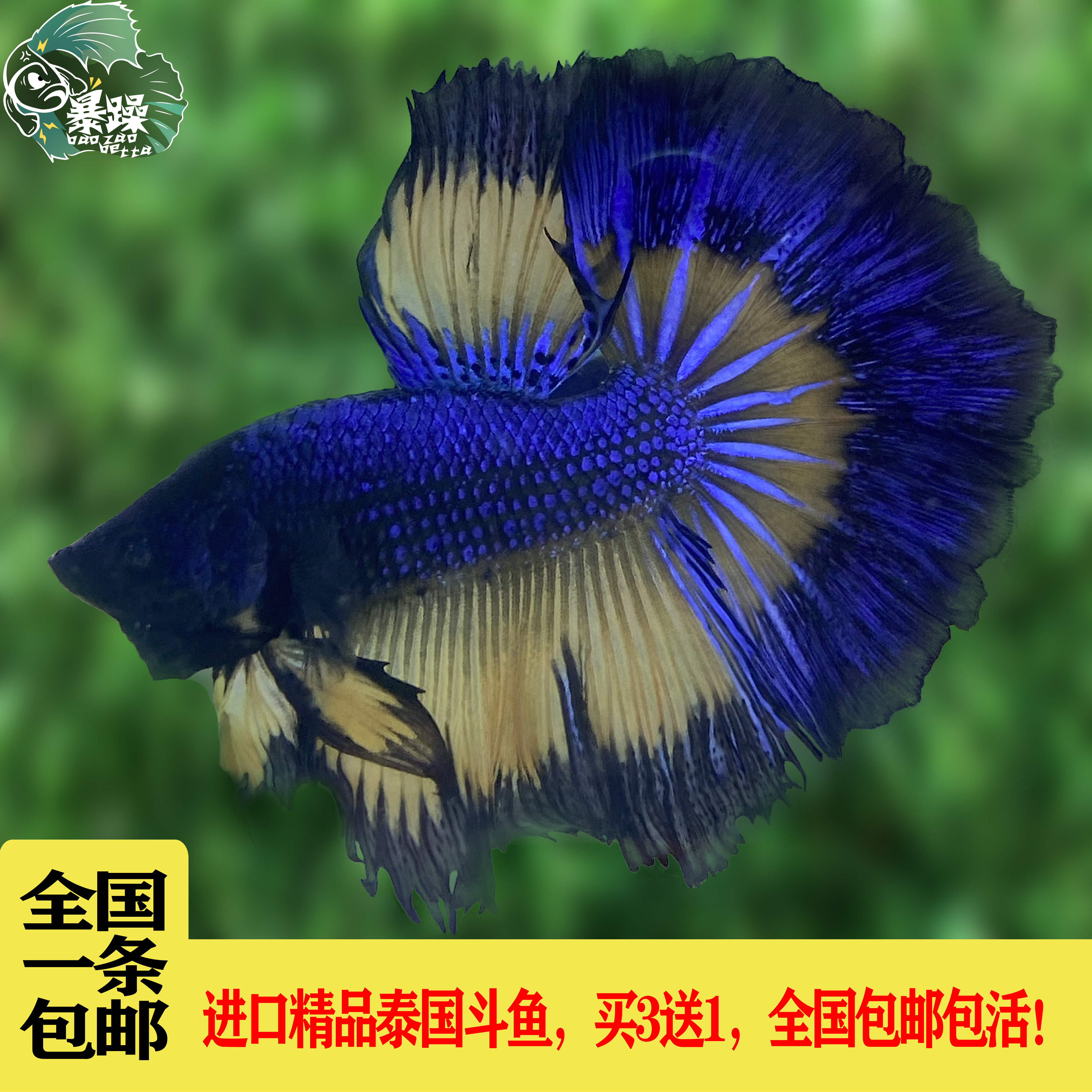 斗鱼泰国活体半月小型淡水鱼热带鱼观赏鱼宠物视频鱼