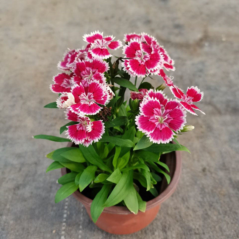 石竹盆栽康乃馨花开不断易爆盆带土带发货室外时令草本花卉
