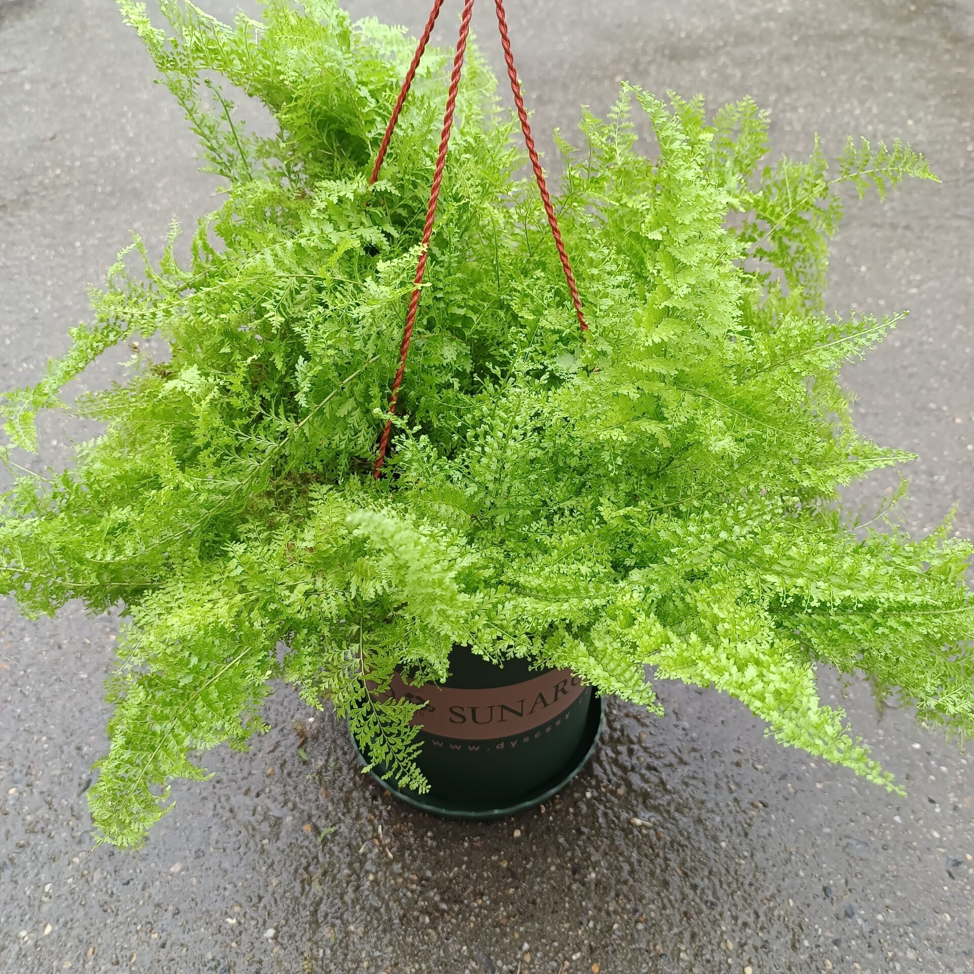 蕾丝蕨类包防辐射甲醛植物叶植物空气观进化室内绿植绿植