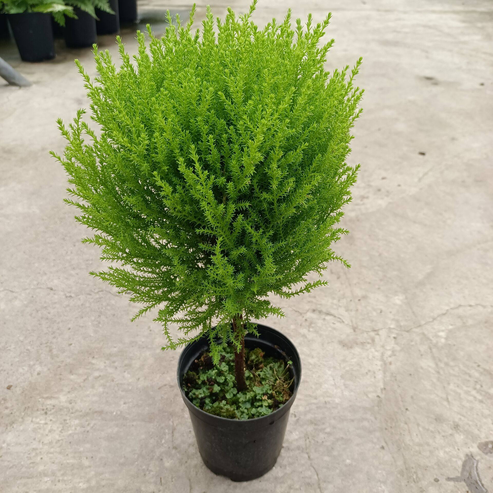 香松树苗净化空气盆景常绿四季室内甲醛圣诞树盆栽绿植