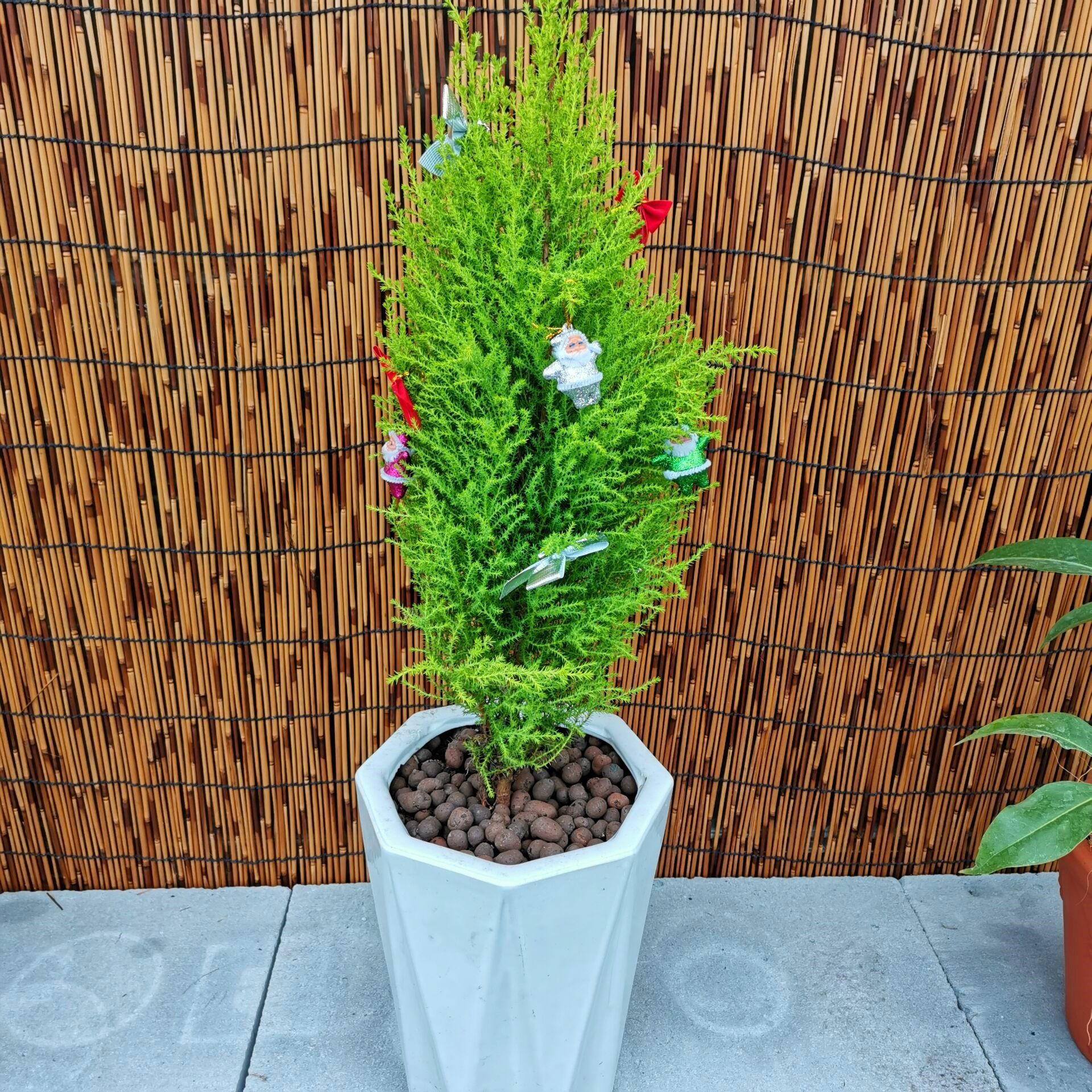 香松树苗净化空气盆景常绿四季室内甲醛圣诞树盆栽绿植