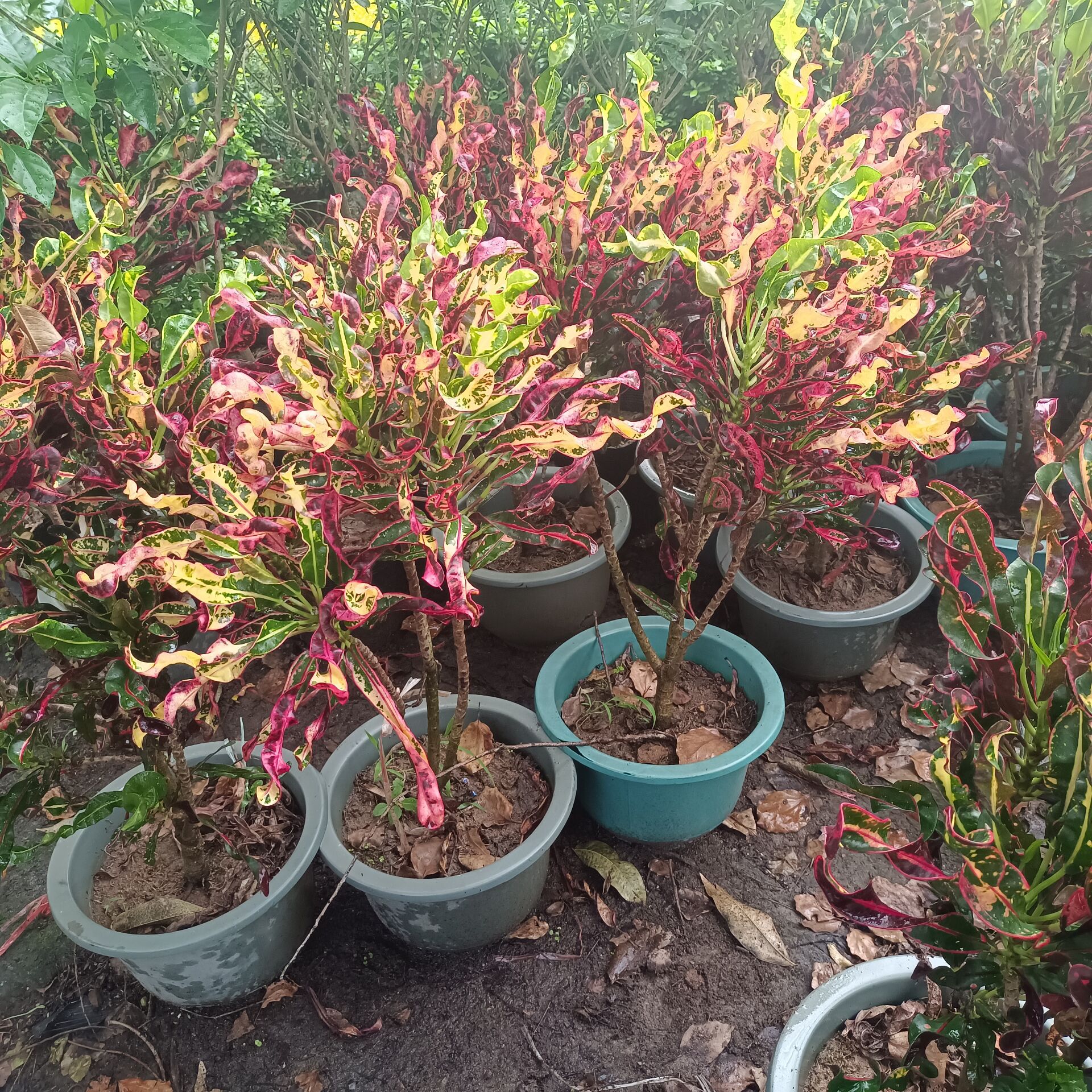 七彩树螺旋变色盆栽搬新家金榕室内外庭院绿植美观绿植