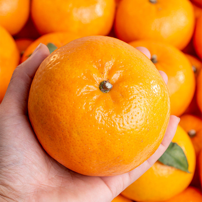 广西武鸣沃10斤新鲜橘子水果当季整箱沙糖蜜橘桔子