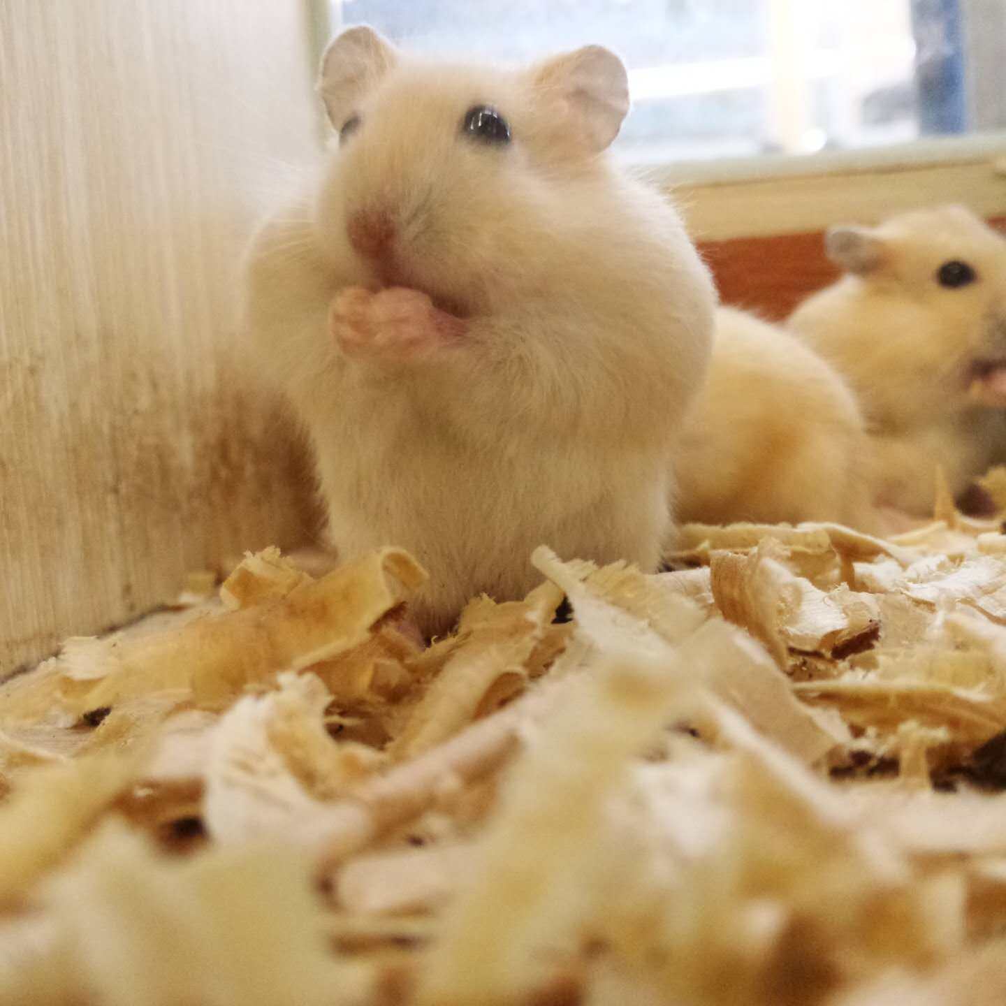 小仓鼠活物三线紫仓鼠活体宠物一对银狐布丁情侣稀有宝宝活体幼崽