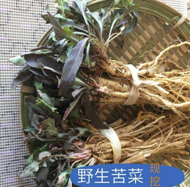 苦菜新鲜包邮野菜1斤食用苦荬菜苦麻子菜败其它