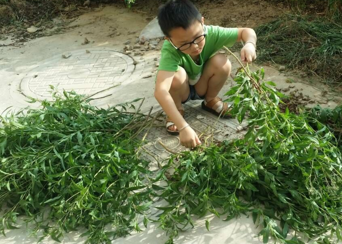 大雁紫花佩兰灌南原产地草茶干品自然大安草茶包养生茶