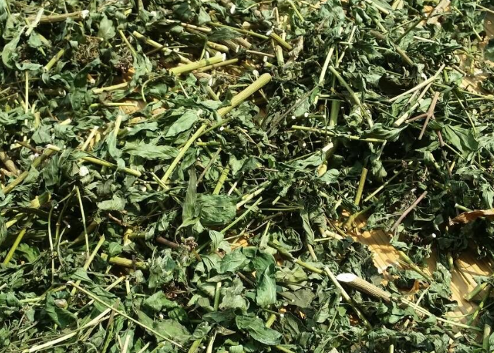 大雁紫花佩兰灌南原产地草茶干品自然大安草茶包养生茶