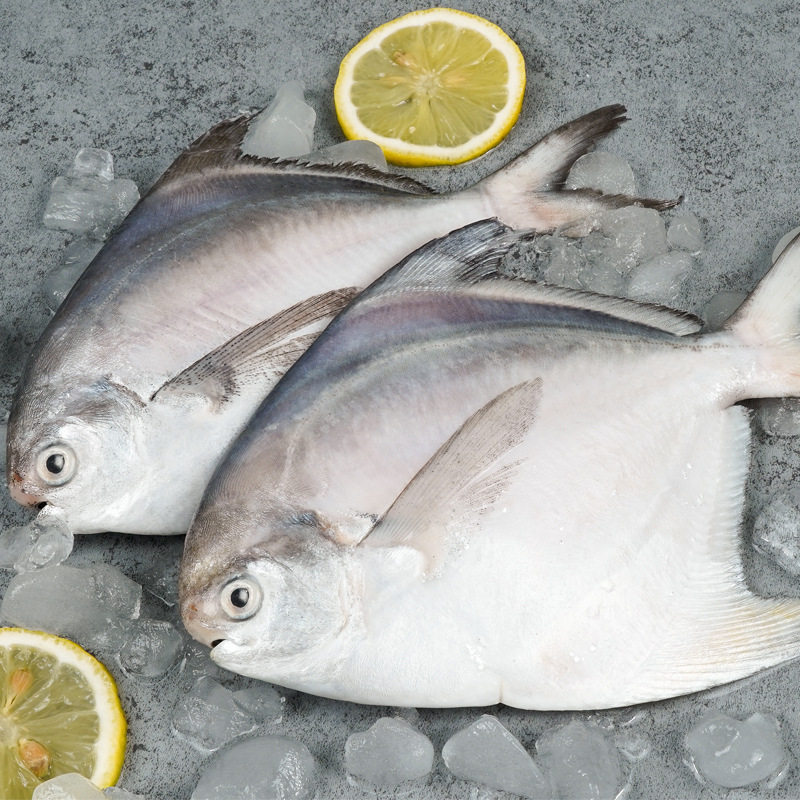 舟山海鲜东海鲳鱼白银1500g液氮冷冻食品鲳鱼
