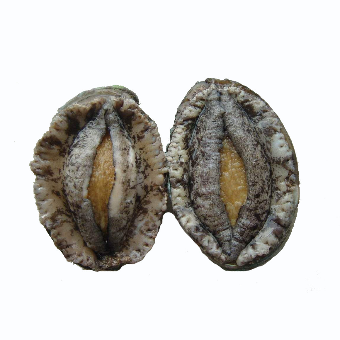 鲍鱼野生生活大连鲜活活体体大50g10起拍60g鲍鱼