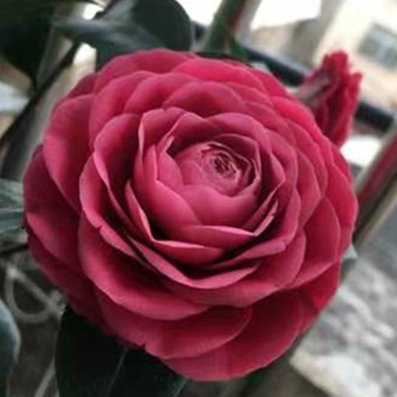 黑色蕾丝进口珍惜名贵龙岩种茶花室内外黑红红色花卉