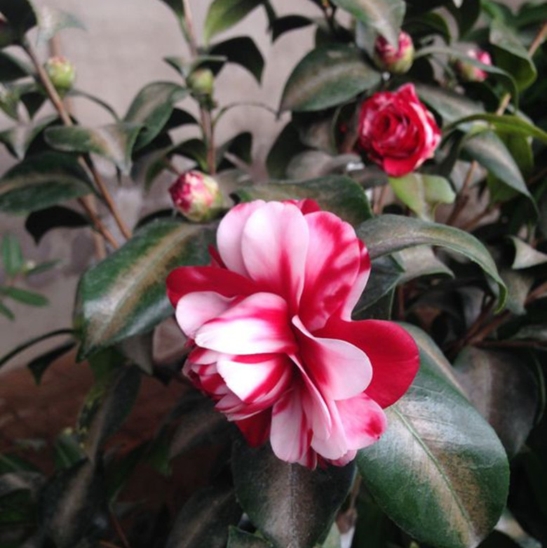 吉普赛女郎名贵稀有有龙岩种茶花室内外庭院种植时令草本花卉