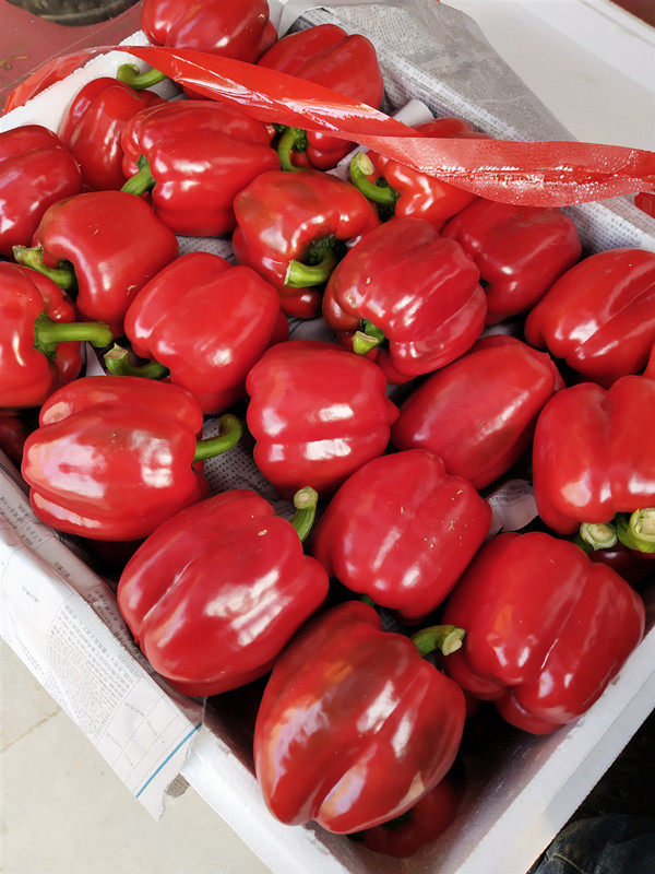 甜椒新鲜圆椒五彩太空椒柿子红椒黄椒灯笼各种规格辣椒