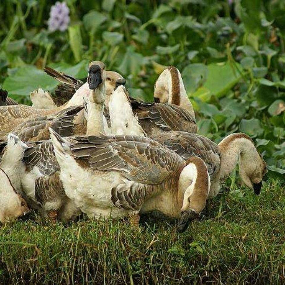 霉素浓缩脱霉剂兽用玉米粉牛羊鸡用饲料添加剂强力饲料添加剂