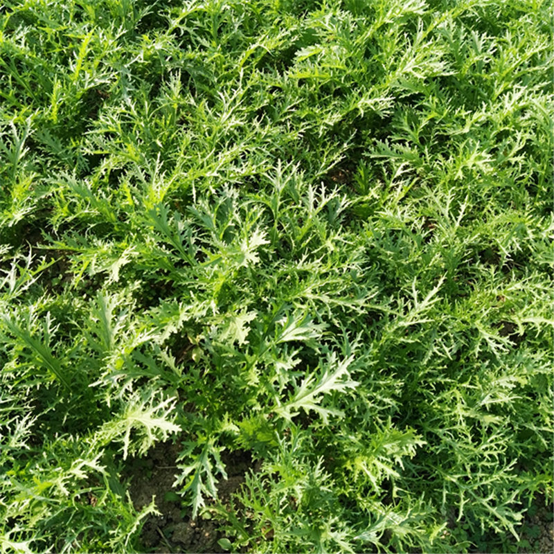 农家自种 野生雪里红根 雪里蕻老根 雪菜嫩根带泥发货3斤包邮